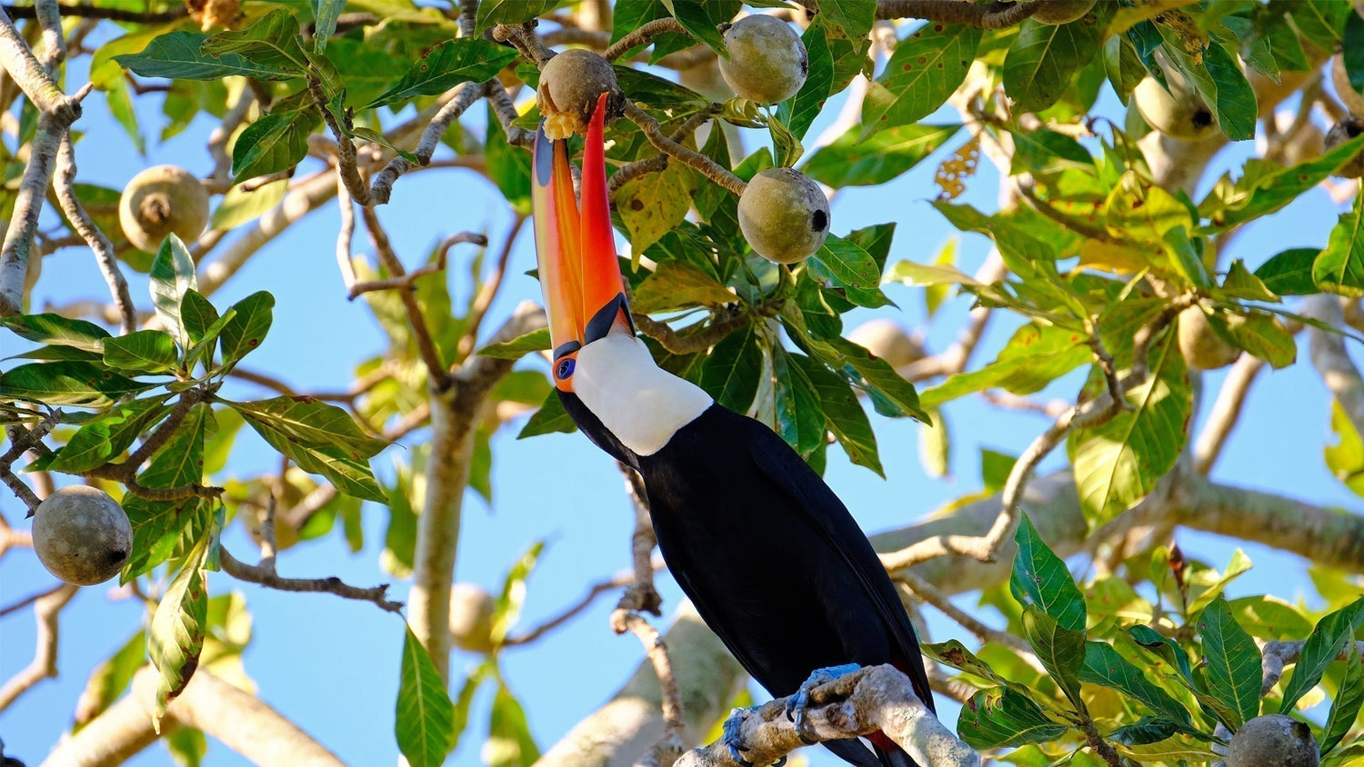 THE INCREDIBLE DIVERSITY OF AMAZON FRUITS: NUTRITION, BENEFITS, AND THE FUTURE OF FUNCTIONAL BEVERAGES