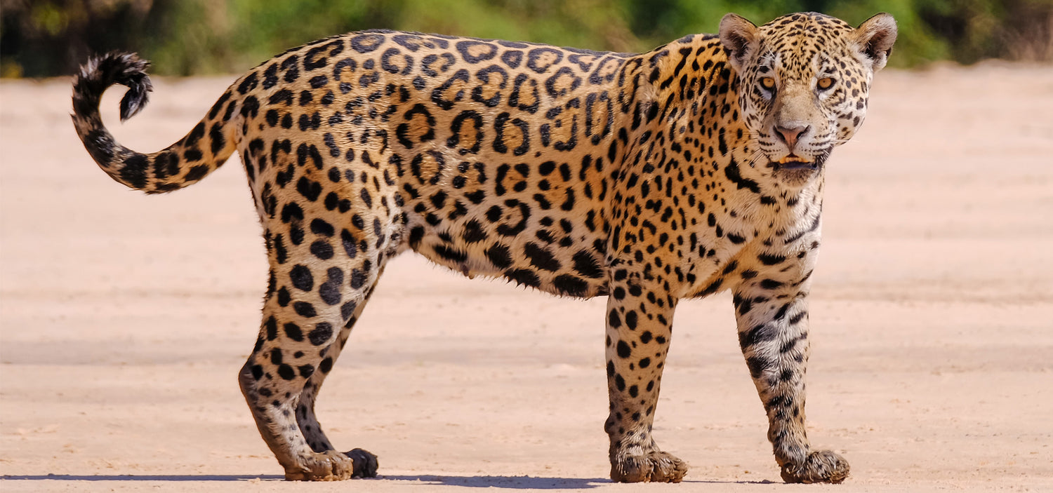 Jaguar in the Amazon rainforest symbolizing strength, sustainability, and the spirit of Tupan.