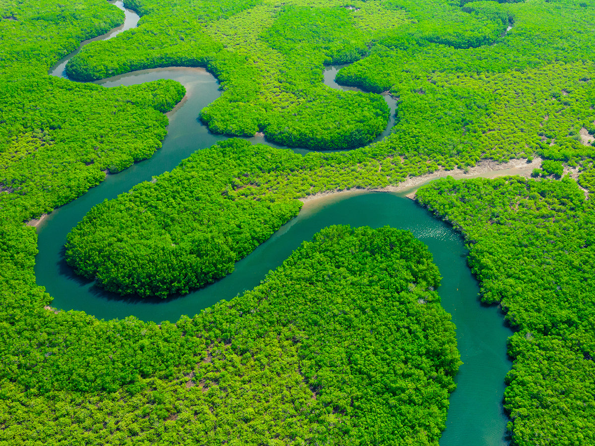 Stunning aerial view of emerald-green Amazon rainforest and winding river waters, reflecting the freshness and vitality of Tupan’s Pineapple Açaí Brew.