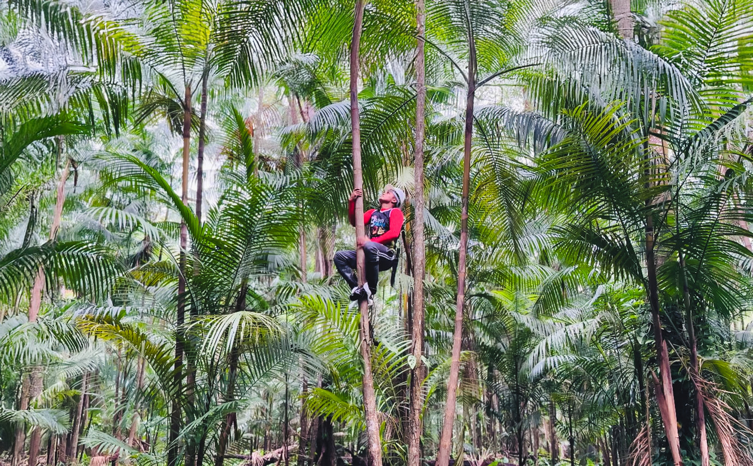 Amazonian farmer climbing a palm tree to reach ripe açaí berries during harvest season.