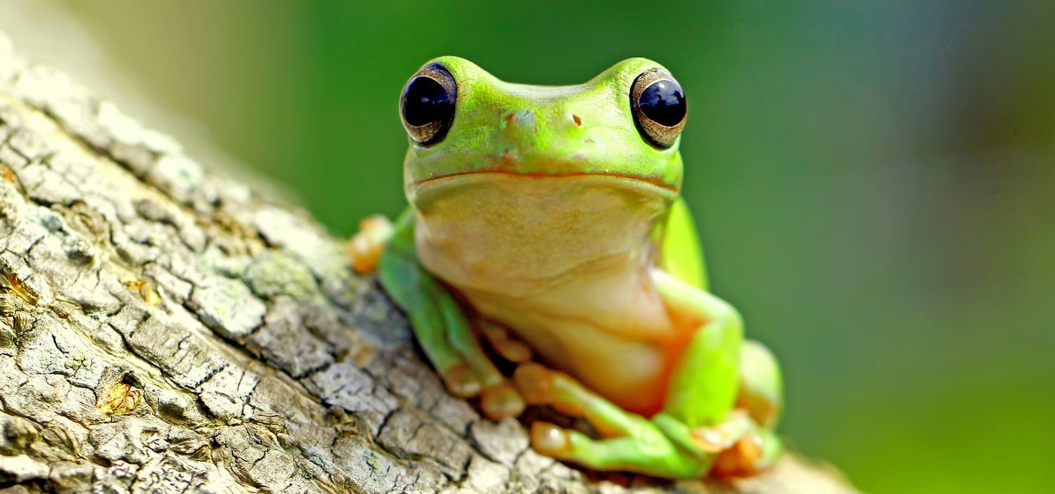 Amazon green frog resting on a tree trunk, symbolizing nature, sustainability, and the Amazon roots behind Tupan Beverages — image used on the Tupan FAQ page.