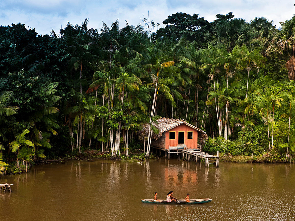 A small wooden house on the banks of an Amazon river, surrounded by açaí palm trees, with a family paddling a canoe in the calm water.