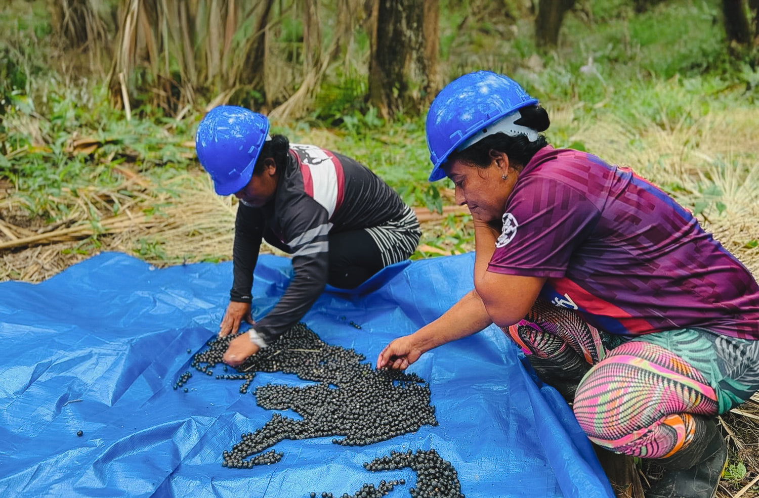 Two women from the Amazonbai cooperative carefully sorting açaí beans on a blue tarp in the forest.