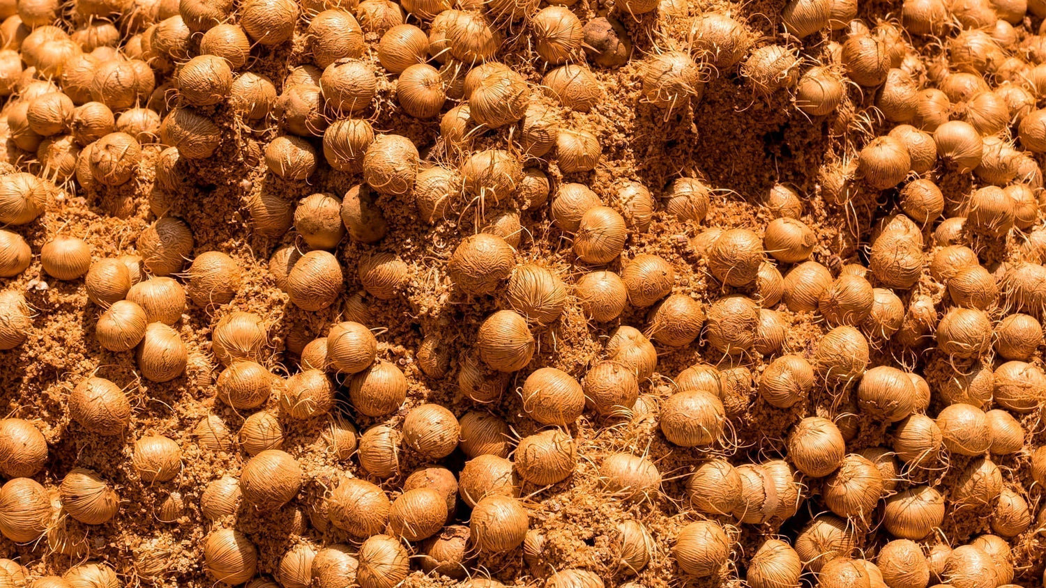 AÇAÍ BEANS AS A FOOD INGREDIENT: FROM WASTE TO FUNCTIONAL SUPERFOOD