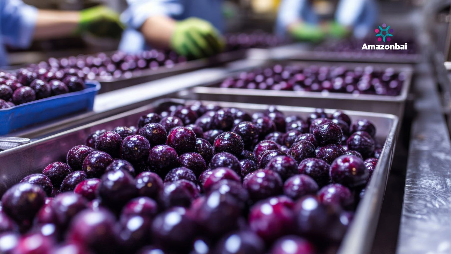AMAZONBAI: THE COOPERATIVE POWERING TUPAN’S SUSTAINABLE AÇAÍ BEANS