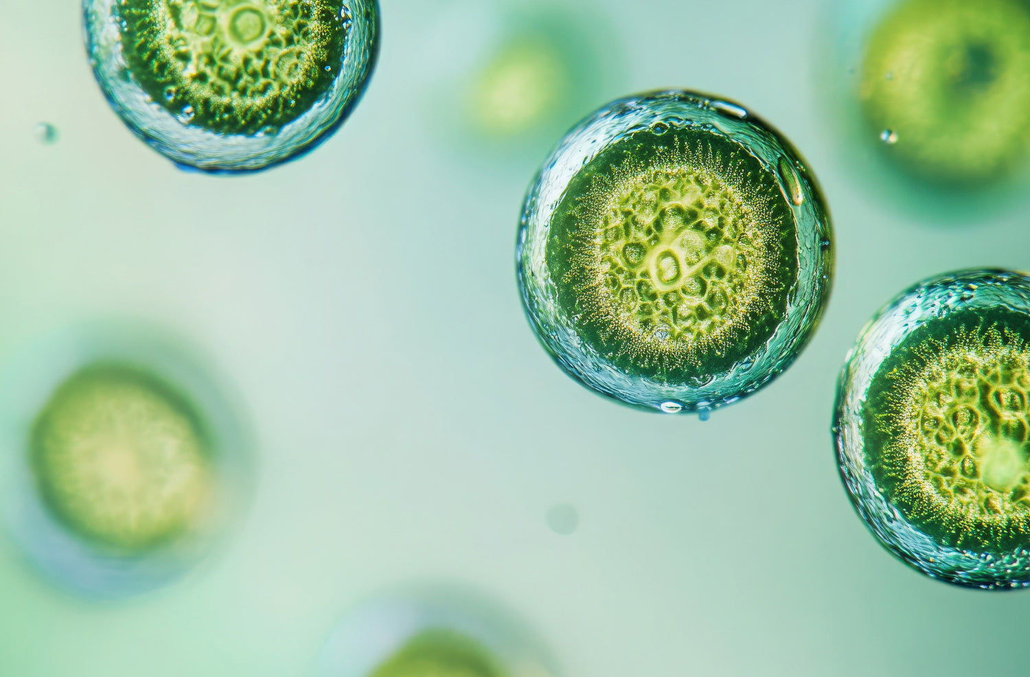 Microscopic close-up of vibrant green cells in fluid suspension — symbolizing antioxidant action, cellular renewal, and internal health defense.