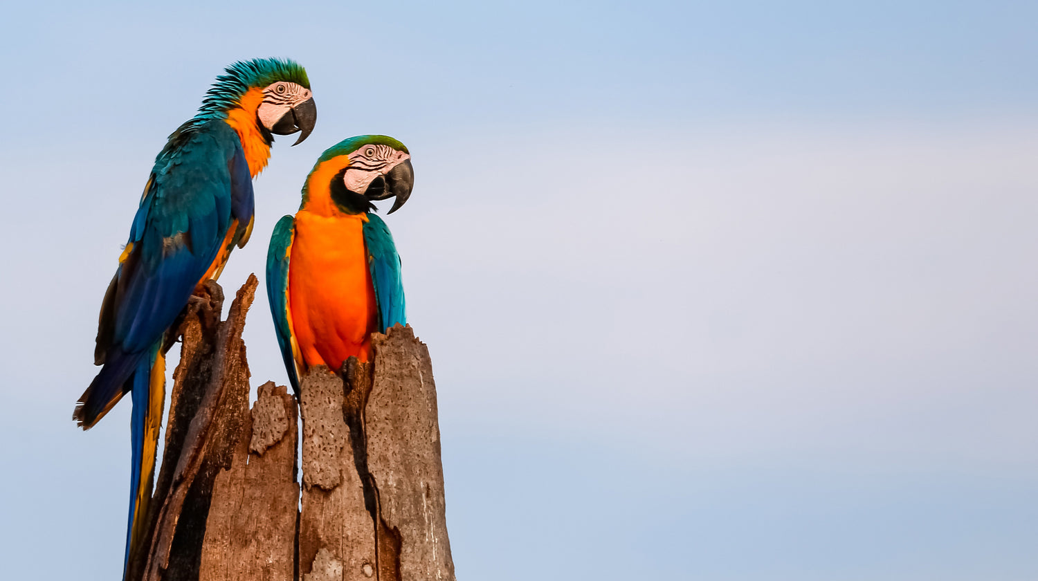 Two vibrant blue-and-yellow macaws perched on a tree trunk in the Amazon, symbolizing community, sustainability, and the mission of Tupan to protect nature and transform açaí waste into purpose.
