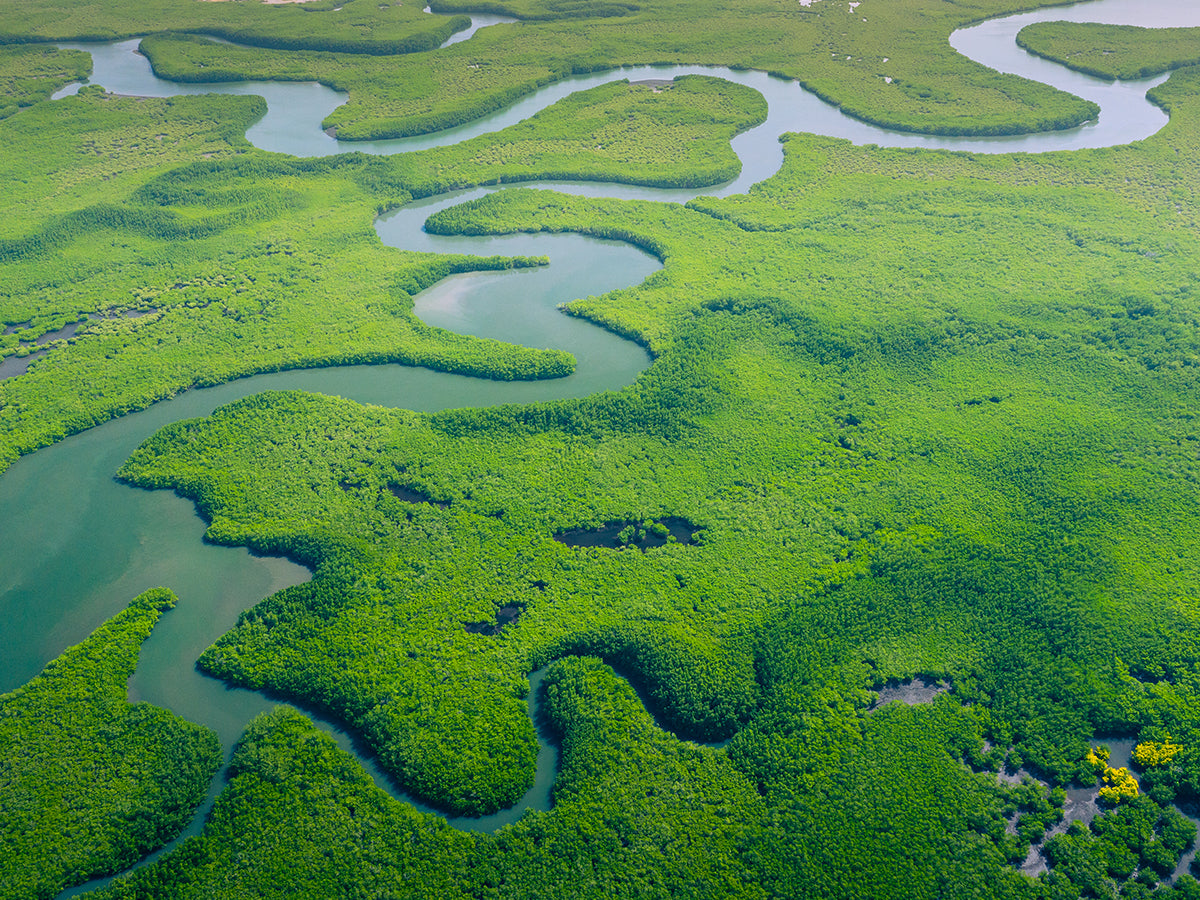 Aerial view of winding Amazon River channels cutting through dense, vibrant green rainforest, home to the açaí palms that inspire Tupan’s Camu Camu Açaí Brew.