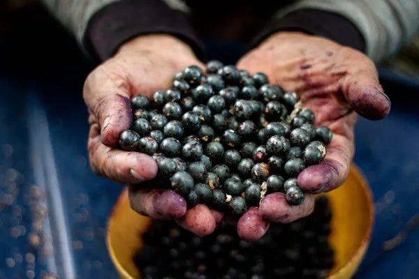 Close-up of freshly harvested açaí beans held by Amazonian farmers from the Amazonbai cooperative, highlighting sustainable harvest, fair trade practices, and the origin of Tupan Açaí Coffee in the Brazilian Amazon.