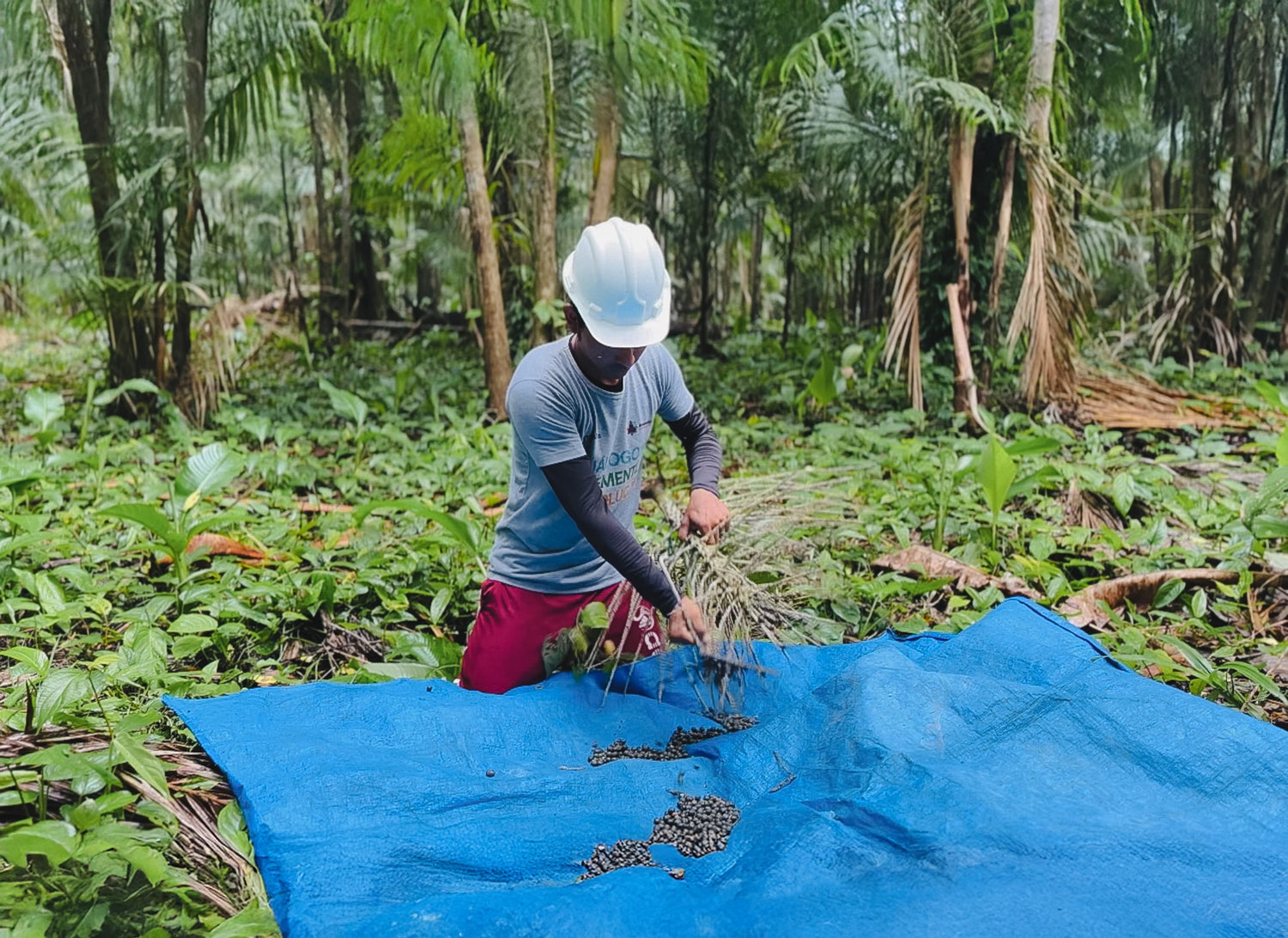 Amazonbai member harvesting açaí beans in the middle of the lush Amazon rainforest.